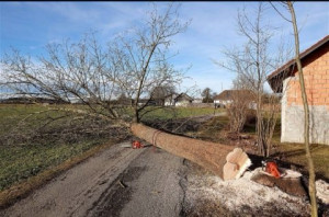 Photo de galerie - Abattage 