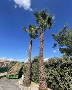 Photo de galerie - Taille de palmier 