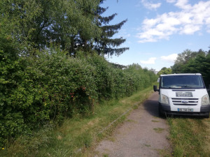 Photo de galerie - Taille de haies et d'arbustes