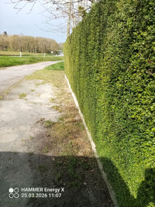 Photo de galerie - Petite taille de haie 