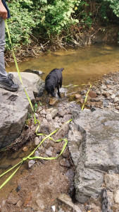 Photo de galerie - Garde d'un jeune labrador d'un an, à la journée