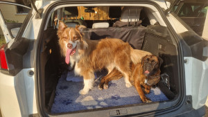 Photo de galerie - Garde chien