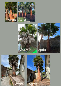 Photo de galerie - Cerclage de palmiers