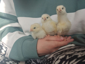 Photo de galerie - Mes poulettes