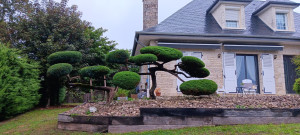 Photo de galerie - Taille d un juniperus en pompons.
