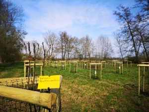 Photo de galerie - Création d'un grand verger avec protection des arbres