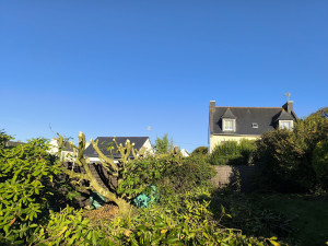 Photo de galerie - Rabattage d'arbre 