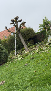 Photo de galerie - Un petit élagage d’un catalpa 