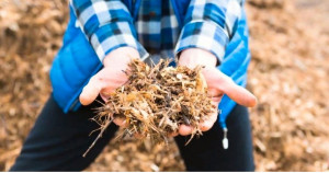 Photo de galerie - Tailles de haies / arbustes 
remise en état de vos plantation 
Vente de BRF 
Conseille pour vos plantations 