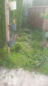 Photo de galerie - JARDIN AVANT TONTE