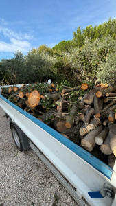 Photo de galerie - Elagage et coupe d'arbres