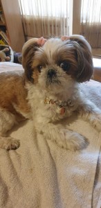 Photo de galerie - Garde animaux