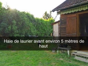 Photo de galerie - Taille de haies et d'arbustes