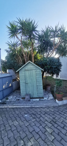 Photo de galerie - - Remonter avec sélection de tête Yucca