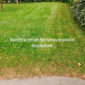 Photo de galerie - Tonte de pelouse - Débroussaillage