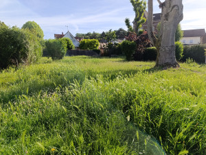 Photo de galerie - Tonte mulching avant 
