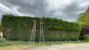 Photo de galerie - Taille de haie 