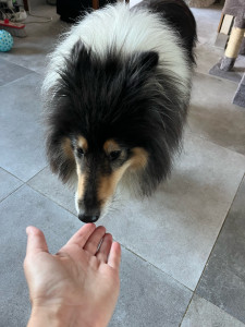 Photo de galerie - Je rends visite au chien pour faire des promenades,jouer et le nourrir. 