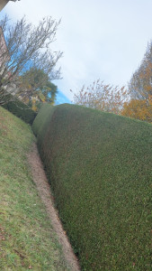 Photo de galerie - Taille de thuyas