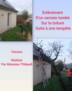 Photo de galerie - Enlèvement d'un cerisier tombé sur la toiture suite à une tempête