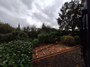 Photo de galerie - Taille de haies et d'arbustes