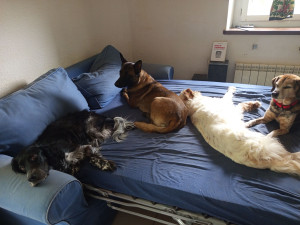 Photo de galerie - Les p'tits loups à la sieste ?