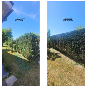 Photo de galerie - Taille de haie sur sanguinet 