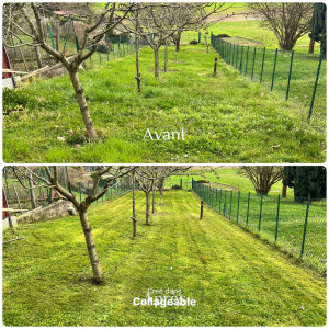 Photo de galerie - Tonte mulching 