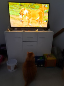 Photo de galerie - Mon chat regardant la télé 