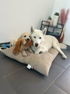 Photo de galerie - Mes 2 gros compagnon de vie