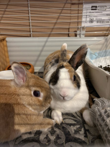 Photo de galerie - Garde de lapin à mon domicile