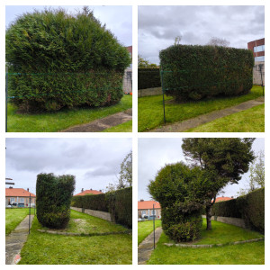 Photo de galerie - Taille de haie 