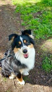 Photo de galerie - Garde chien