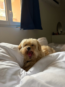 Photo de galerie - Garde chien