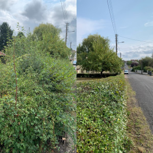 Photo de galerie - Taille de haie 
