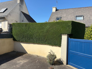 Photo de galerie - Taille de haie ( cyprès )
