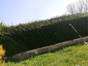 Photo de galerie - Taille de haie 