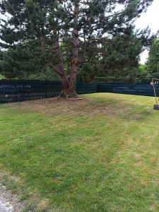 Photo de galerie - Tonte de pelouse - Débroussaillage