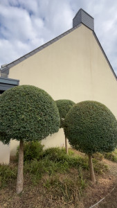 Photo de galerie - Taille art topiaire en boule de buis vert 