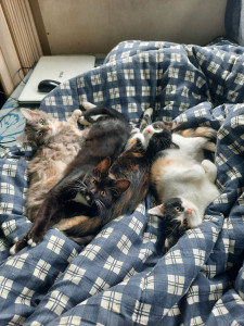 Photo de galerie - J adore les animaux de toutes especes et suis disponible .