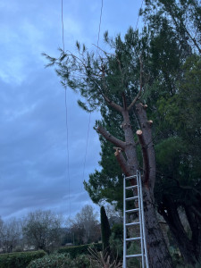Photo de galerie - Démontage d’un pin de plus de 10 metres 