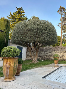 Photo de galerie - Taille Oliver d’ornement