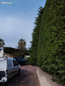 Photo de galerie - Taille de haies