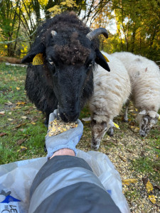 Photo de galerie - Garde animaux