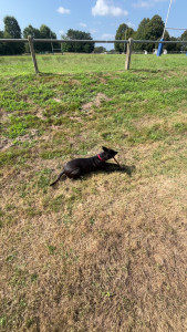 Photo de galerie - Promenade avec Aya une petite chienne.