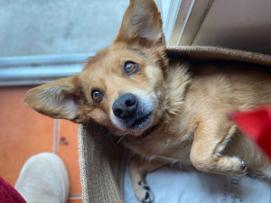 Photo de galerie - Garde chien
