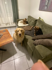 Photo de galerie - Garde à mon domicile de Pépé, Nescau et Floripa, trois chiens de la même famille : accueil, promenades, repas, présence et attention quotidienne, dans le respect du rythme et des habitudes de chacun.