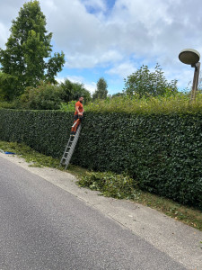 Photo de galerie - Taille de hais 