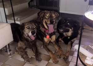 Photo de galerie - Les 3 copains ? 