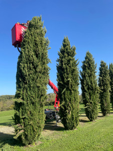 Photo de galerie - Taille de haies et d'arbustes